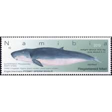 Image result for Kogia breviceps