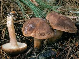 Attēlu rezultāti vaicājumam “Tricholoma sp.”