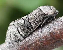 Attēlu rezultāti vaicājumam “Lamellocossus terebra”