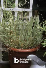 Attēlu rezultāti vaicājumam “Holcus mollis”