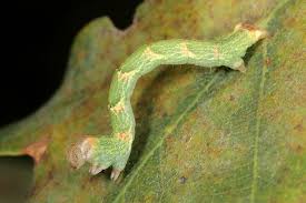 Attēlu rezultāti vaicājumam “Cyclophora punctaria”