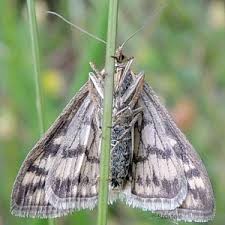 Attēlu rezultāti vaicājumam “Sitochroa verticalis”