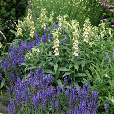 Image result for Digitalis grandiflora