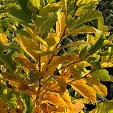 Attēlu rezultāti vaicājumam “Hamamelis vernalis”