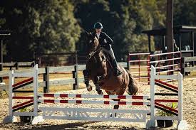 Image result for South Weylands Equestrian