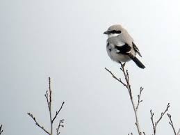 Attēlu rezultāti vaicājumam “Lanius excubitor adult”