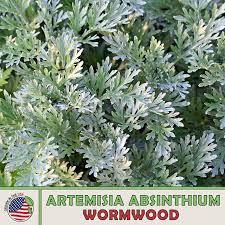 Image result for Artemisia absinthium