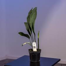 Attēlu rezultāti vaicājumam “Comatricha ellae stalked”