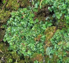 Attēlu rezultāti vaicājumam “Fossombronia wondraczekii sporophyte”