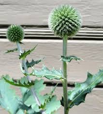 Attēlu rezultāti vaicājumam “Echinops sphaerocephalus leaf”