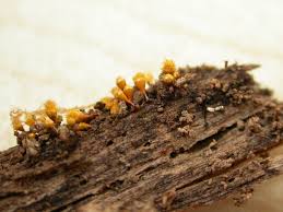 Attēlu rezultāti vaicājumam “Hemitrichia sordivesiculosa”