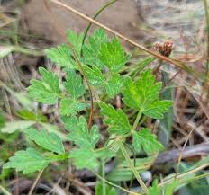 Attēlu rezultāti vaicājumam “Peucedanum oreoselinum flower”