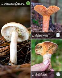 Attēlu rezultāti vaicājumam “Dianema depressum macro”