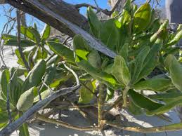 Attēlu rezultāti vaicājumam “Scardia boletella exuvia”