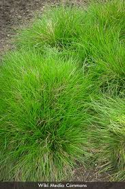 Attēlu rezultāti vaicājumam “Deschampsia cespitosa bud”
