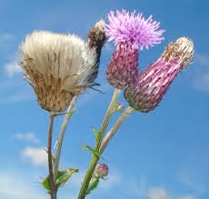 Attēlu rezultāti vaicājumam “Cirsium arvense fruit”