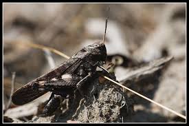 Attēlu rezultāti vaicājumam “Psophus stridulus”