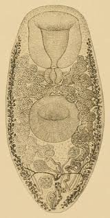 Attēlu rezultāti vaicājumam “Leucochloridium paradoxum larva”