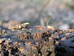 Attēlu rezultāti vaicājumam “Stemonitis marjana macro”