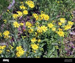 Attēlu rezultāti vaicājumam “Senecio vernalis”