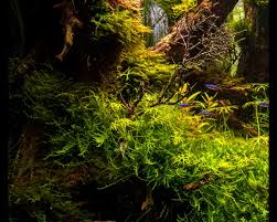 Attēlu rezultāti vaicājumam “Brachythecium rivulare sporophyte”