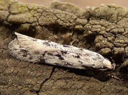 Attēlu rezultāti vaicājumam “Carpatolechia proximella”