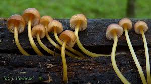 Attēlu rezultāti vaicājumam “Mycena renati”