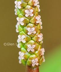 Attēlu rezultāti vaicājumam “Potamogeton natans”