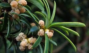 Attēlu rezultāti vaicājumam “Taxus baccata male flower”