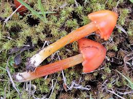 Attēlu rezultāti vaicājumam “Hygrocybe pseudoconica”