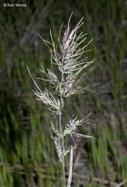 Attēlu rezultāti vaicājumam “Poa remota bud”
