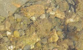 Attēlu rezultāti vaicājumam “Nostoc pruniforme”