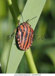 Attēlu rezultāti vaicājumam “Graphosoma lineatum nymph”