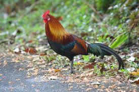 Attēlu rezultāti vaicājumam “Gallus”