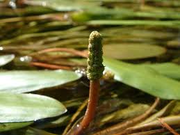 Attēlu rezultāti vaicājumam “Potamogeton rutilus”