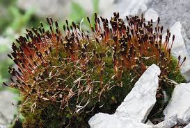 Attēlu rezultāti vaicājumam “Campylium protensum sporophyte”