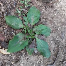 Attēlu rezultāti vaicājumam “Plantago major subsp. intermedia”