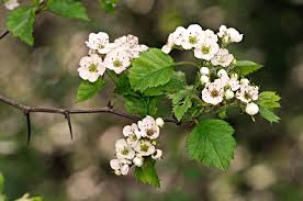 Attēlu rezultāti vaicājumam “Crataegus submollis flower”