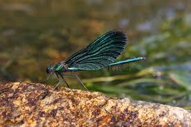 Attēlu rezultāti vaicājumam “Calopteryx virgo male”