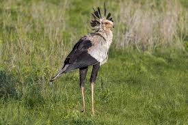 Attēlu rezultāti vaicājumam “Hemitrichia leiotricha macro”