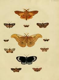 Attēlu rezultāti vaicājumam “Olethreutes arcuella”