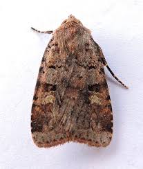 Attēlu rezultāti vaicājumam “Diarsia florida”