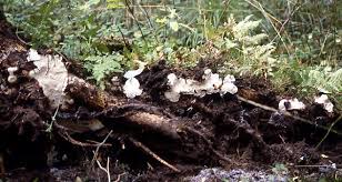 Attēlu rezultāti vaicājumam “Heterobasidion parviporum”