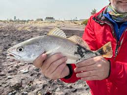 Image result for Argyrosomus inodorus