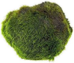 Imagini pentru Cladophora aegagropila