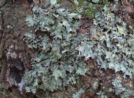 Attēlu rezultāti vaicājumam “Cetrelia olivetorum”