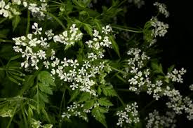 Image result for Anthriscus cerefolium