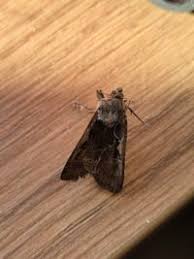 Attēlu rezultāti vaicājumam “Xestia c-nigrum”