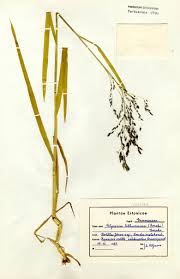 Attēlu rezultāti vaicājumam “Glyceria lithuanica”