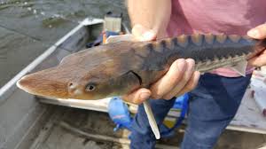 Image result for Huso brevirostrum